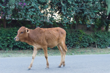 Cows returning alone to the barn on a street at the sunset