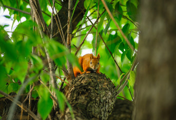 Squirrel redhead portrait on a greeen tree in summer.
