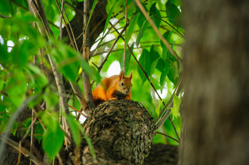 Squirrel redhead portrait on a greeen tree in summer.