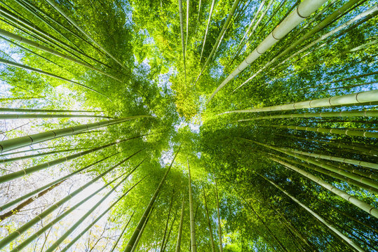 竹林の風景