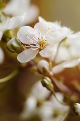 Cherry tree blossoms. White spring flowers close-up. Soft focus spring seasonal background. Vintage photo.