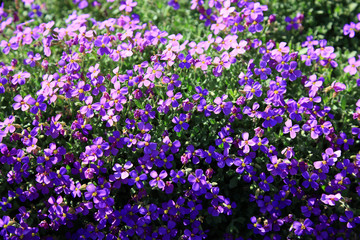 Fototapeta premium Blaukissen, Aubrieta deltoidea