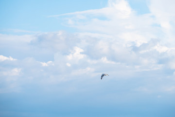 White bird flying in the blue sky with cloudy.