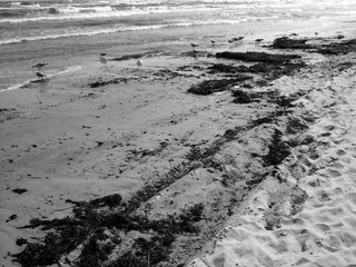 Mit Treibgut und Seetang bedeckter Sandstrand im Ostseebad Binz auf der Insel Rügen an der Ostsee in Mecklenburg-Vorpommern, fotografiert in neorealistischem Schwarzweiß