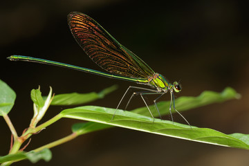 Image of Oriental Green-Wing Dragonfly(Male),Neurobasis chinensis chinensis on green leaves. Insect Animal.