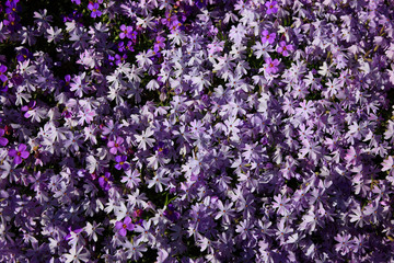 Fototapeta premium Blaukissen, Aubrieta deltoidea
