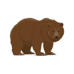 Brown bear or grizzly animal icon of wild predator