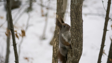 Grey squirrel climbing a tree in snowy forest