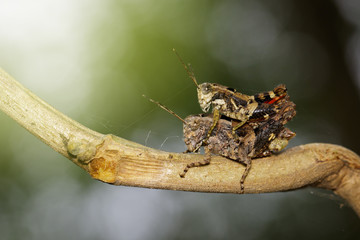 Image of Male and Female brown grasshoppers(Acrididae) mating make love on the branch. Locust, Insect, Animal.
