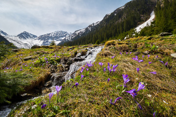 blooming spring forest; Mountain stream and spring flowers