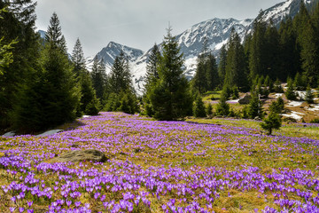 Field with flowers in mountain valley. Natural summer landscape, Colorful spring landscape in Carpathian mountains with fields of blooming crocuses. Marvelous outdoors sunrise in the mountain valley.