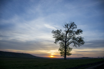 Fototapeta na wymiar Sunset tree scenic view 