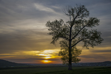 Fototapeta na wymiar Sunset tree scenic view 