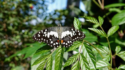 Tropischer Schmetterling, bunter Falter