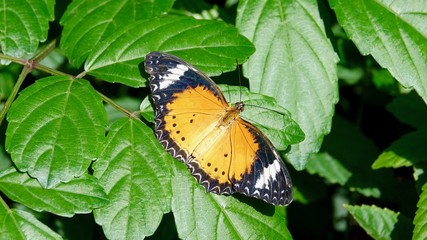 Tropischer Schmetterling, bunter Falter