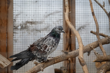 Pigeons in a cage