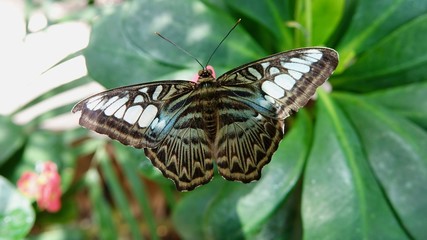 Fototapeta na wymiar Tropischer Schmetterling, bunter Falter