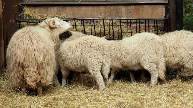 Wallachian sheep (Ovis orientalis aries)