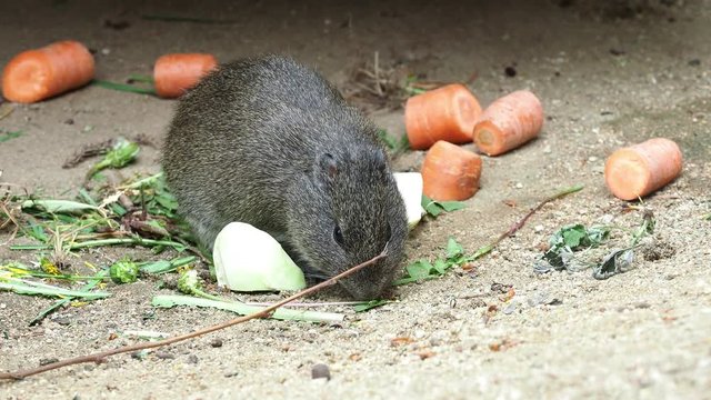 Hungry guinea pig (Cavia aperea) eating vegetables