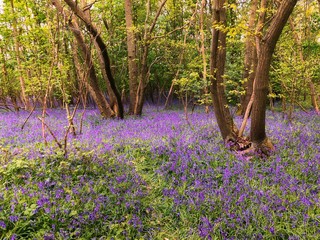 Bluebell forest