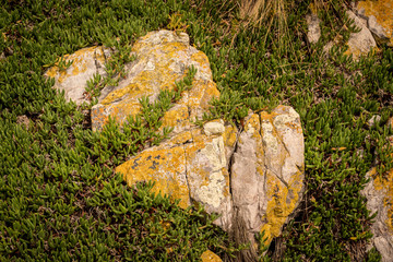 Fototapeta premium rocky landscape, Bluff Hill Point, Tasmania