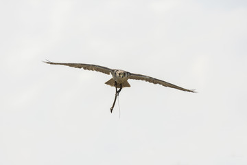 peregrine falcon during a show