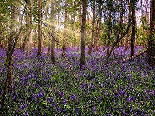Bluebell forest with sunrays