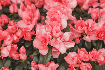 Azalea flowers closeup outdoor
