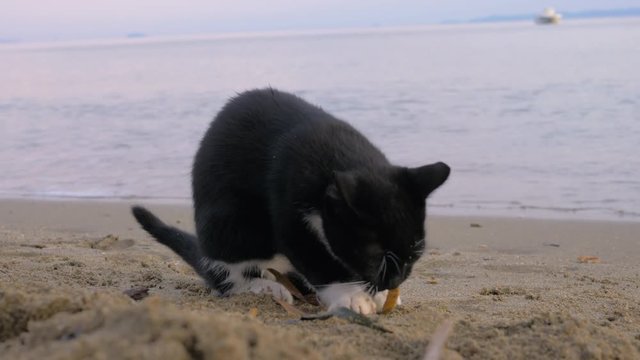 Hungry and playful stray black and white cat eating fries with its paws. Food found at the beach