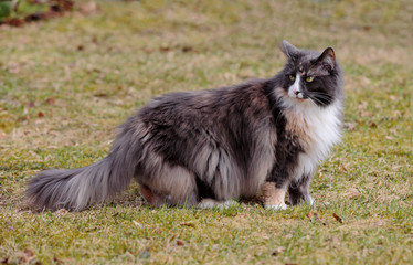 Naklejka na ściany i meble Norwegian forest cat female standing in grass