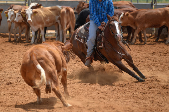 Cowboy in jeans and checkered shirt riding her horse in a calf cutting in the red clay an arena.