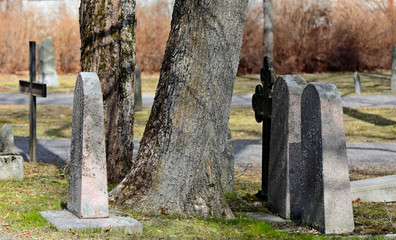 Old oak trees and thombstones in an old graveyard