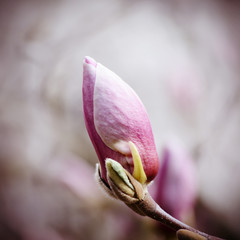 Close up picture of Magnolia flowers blooming in a spring. Hipster filtered square photo with beautiful bokeh background.