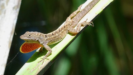 Leguan, Eidechse, Echse