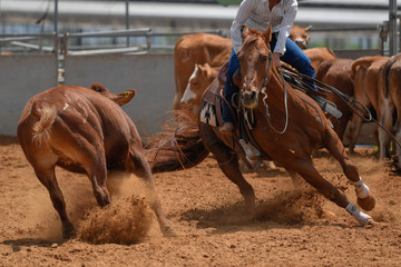 Cowboy mit Hut, Jeans und kariertem Hemd, der ihr Pferd in einem Wadenschneidewettbewerb reitet.