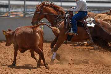 Cowboy in hat, jeans and checkered shirt riding her horse in a calf cutting competition.Cowboy in hat, jeans and checkered shirt riding her horse in a calf cutting competition.