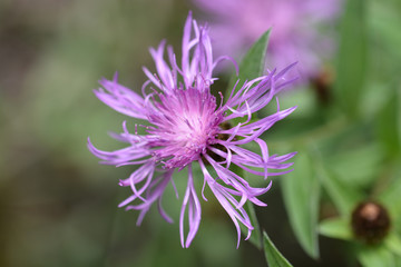 Purple flower