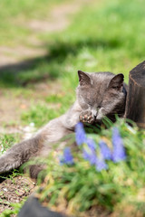 Gray cat  licks its paws