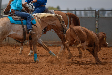 Cowboy in hat, jeans and checkered shirt riding her horse in a calf cutting competition.