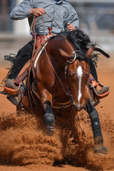 The front view of a rider in cowboy chaps and boots on a horseback stopping the horse in the dust.