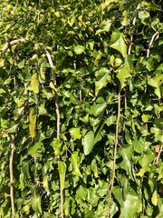 Vegetative background - green branches of bushes.