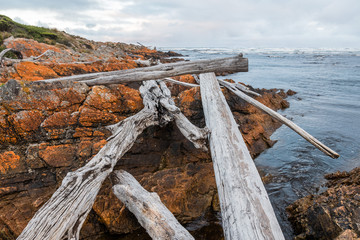 Driftwood at Arthur River estuary at dawn, Tasmania