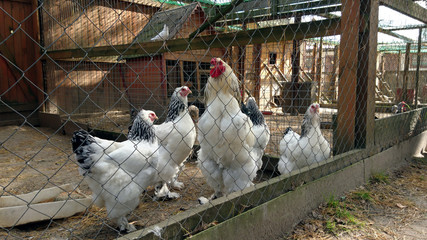 rooster and chickens