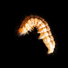 the caterpillar crawls on a black background