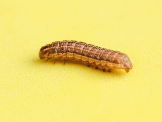 the caterpillar crawls on a yellow background