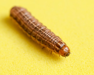 the caterpillar crawls on a yellow background