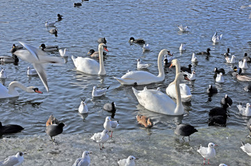 Wild flying and flying birds