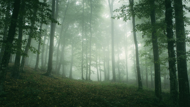 green misty woods, natural landscape