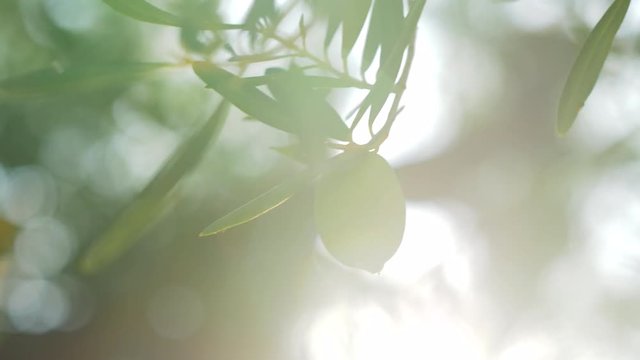 Close-up shot of a single green olive growing on the tree branch, view in sun light. Agriculture and cultivation