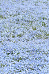 ネモフィラ畑